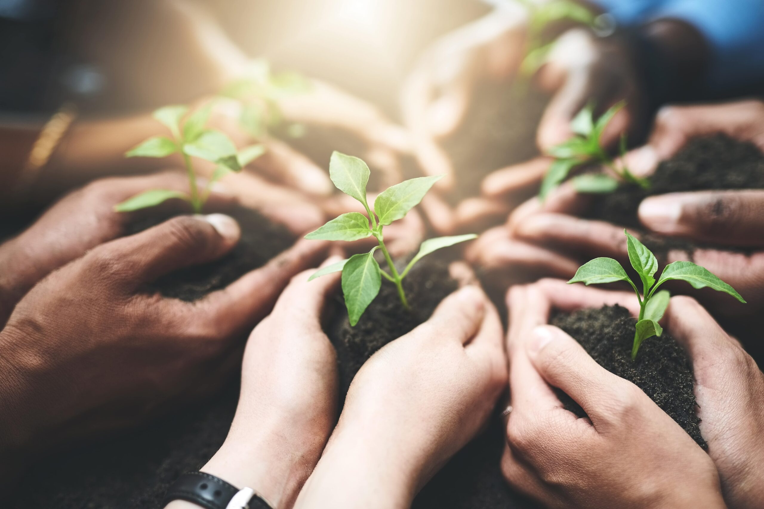 Varias manos sostienen pequeñas plantas con tierra, simbolizando colaboración y compromiso con el medio ambiente.